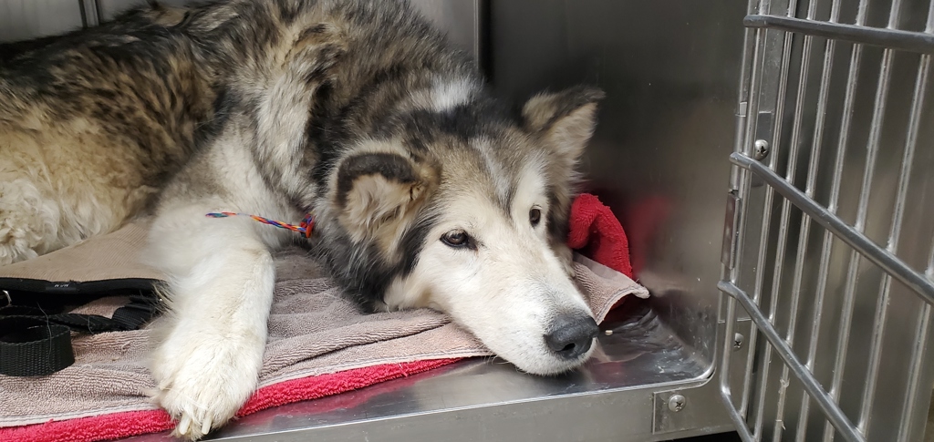 Shelter Stray Female Dog last seen Near S Catalpa Street, Midvale, UT, 84047, 511 W 3900 S, Salt Lake City, UT 84123, USA