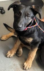Shelter Stray Female Dog last seen Near N Victory Road, SALT LAKE CITY, UT, 84103, 511 W 3900 S, Salt Lake City, UT 84123, USA