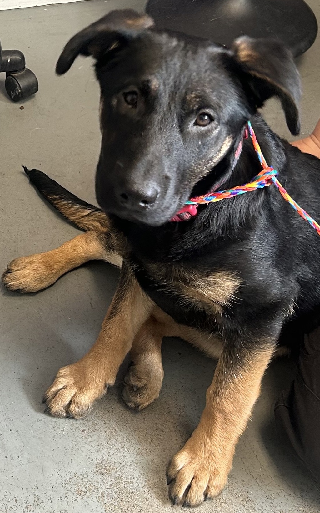 Shelter Stray Female Dog last seen Near N Victory Road, SALT LAKE CITY, UT, 84103, 511 W 3900 S, Salt Lake City, UT 84123, USA