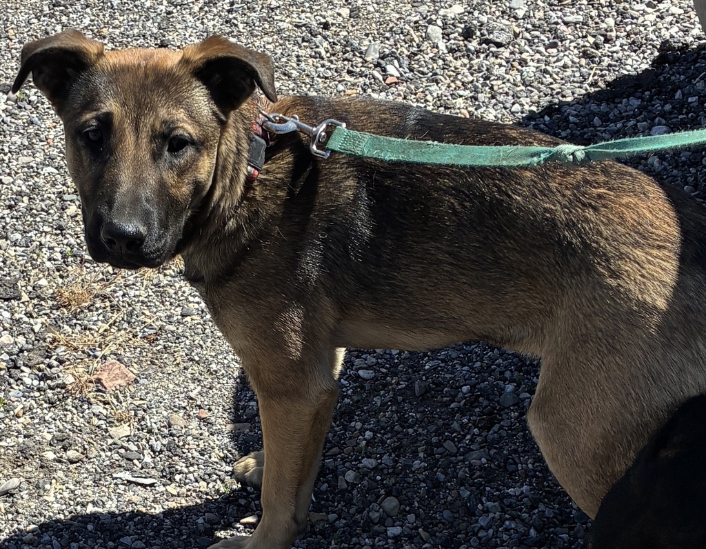 Shelter Stray Female Dog last seen Near N Victory Road, SALT LAKE CITY, UT, 84103, 511 W 3900 S, Salt Lake City, UT 84123, USA