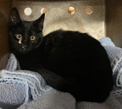 Shelter Stray Male Cat last seen Near E 300 S, SALT LAKE CITY, UT, 84102, 511 W 3900 S, Salt Lake City, UT 84123, USA