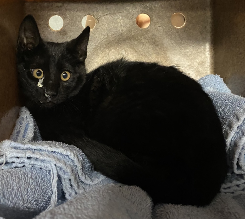 Shelter Stray Male Cat last seen Near E 300 S, SALT LAKE CITY, UT, 84102, 511 W 3900 S, Salt Lake City, UT 84123, USA