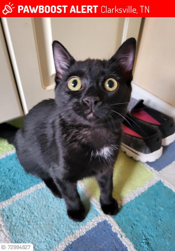 Lost Male Cat last seen McClain and Benjamin , Clarksville, TN 37040