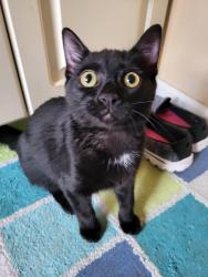 Lost Male Cat last seen McClain and Benjamin , Clarksville, TN 37040
