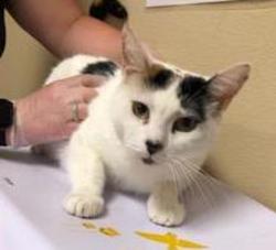 Shelter Stray Female Cat last seen Brought in by sister - pls see notes, Oceanside, CA, 92057, Oceanside, CA 92058, USA