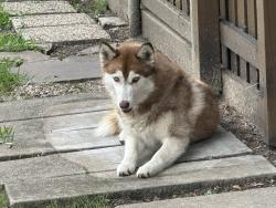 Found/Stray Unknown Dog last seen I30 and Jim Miller, Dallas, TX 75227