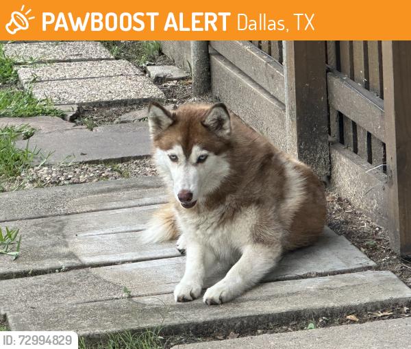 Found/Stray Unknown Dog last seen I30 and Jim Miller, Dallas, TX 75227