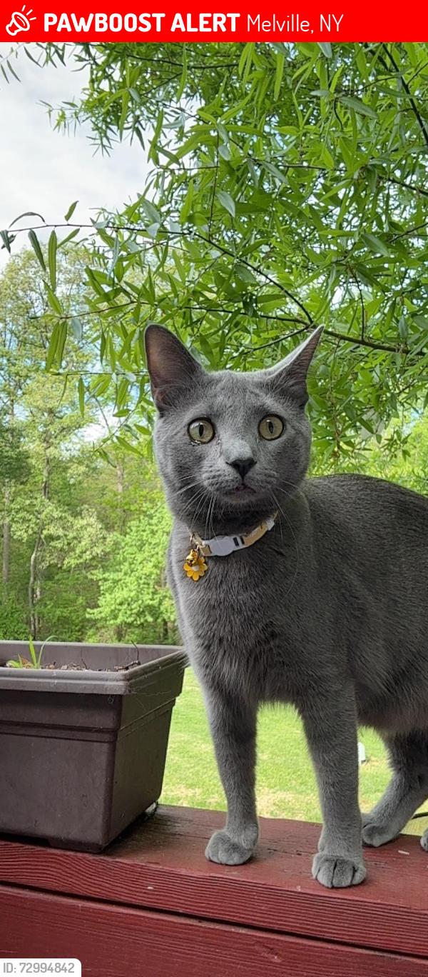 Lost Male Cat last seen Near Amityville Rd, Melville, NY 11747, Melville, NY 11747