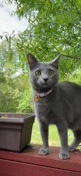 Lost Male Cat last seen Near Amityville Rd, Melville, NY 11747, Melville, NY 11747