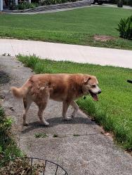Found/Stray Unknown Dog last seen Brookfield Parkway, Augusta, GA 30907