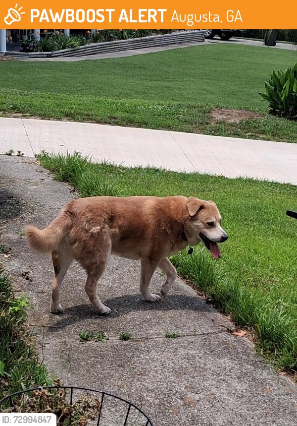 Found/Stray Unknown Dog last seen Brookfield Parkway, Augusta, GA 30907