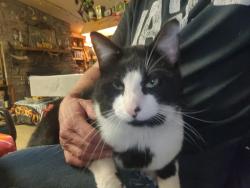 Lost Male Cat last seen Farm road 156, Republic, MO 65738