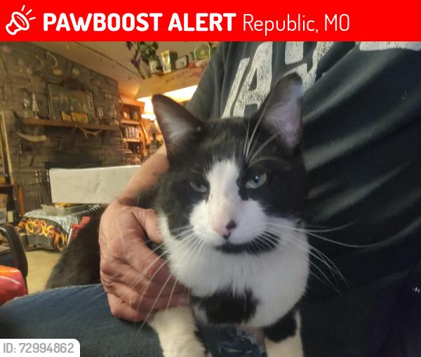 Lost Male Cat last seen Farm road 156, Republic, MO 65738