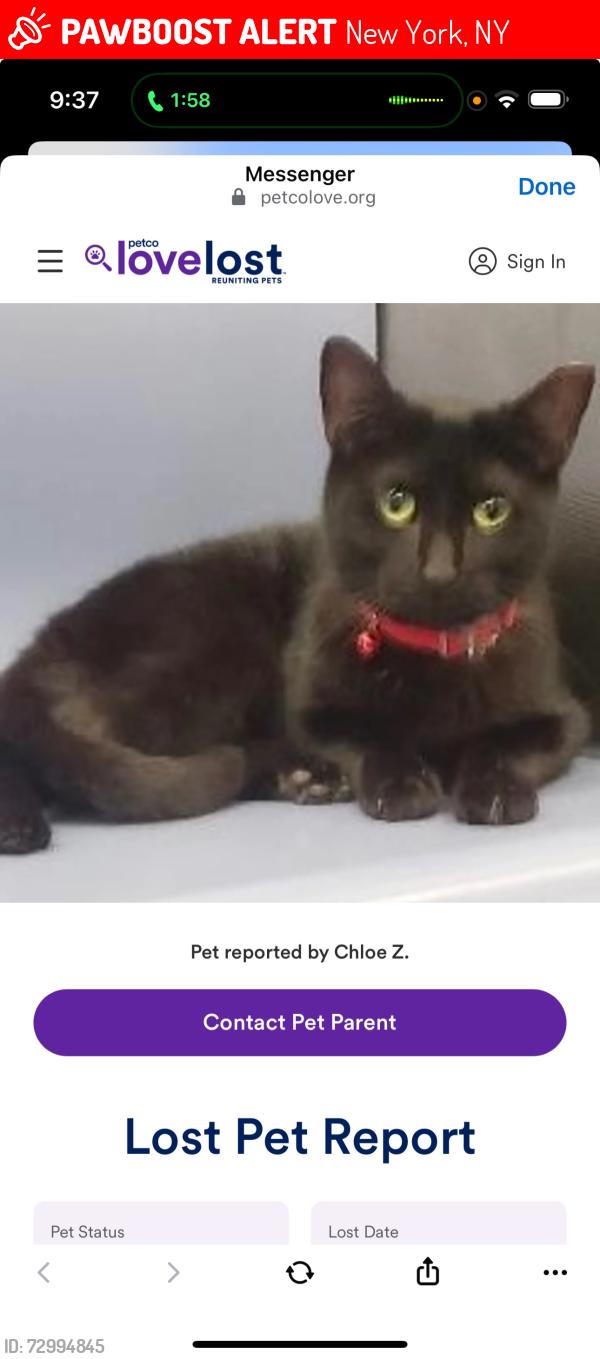 Lost Female Cat last seen Near and broadway manhattan , New York, NY 10025