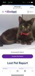 Lost Female Cat last seen Near and broadway manhattan , New York, NY 10025