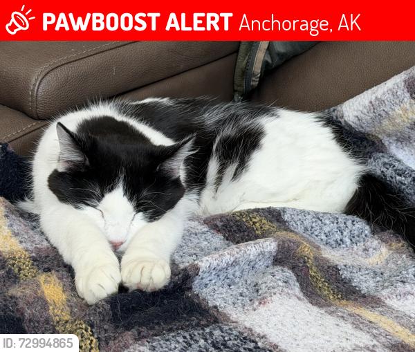 Lost Male Cat last seen Raven Roost Circle / Birch , Anchorage, AK 99516