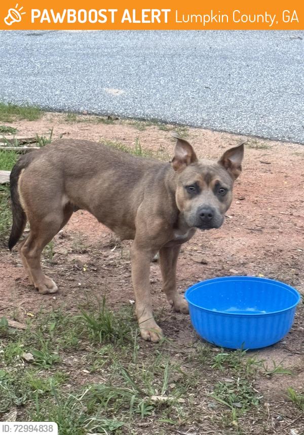 Found/Stray Female Dog last seen Highway 60 & Ranch Mountain Dr, Lumpkin County, GA 30533