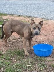 Found/Stray Female Dog last seen Highway 60 & Ranch Mountain Dr, Lumpkin County, GA 30533