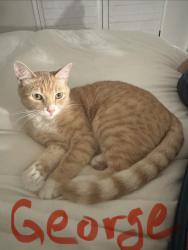 Reunited Male Cat last seen Moraga Road, Lafayette, CA 94549