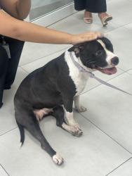 Reunited Female Dog last seen Palmetto, Miami, FL 33166