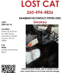 Lost Male Cat last seen Hague & El toro area, Monterey neighborhood, Columbus, OH 43204