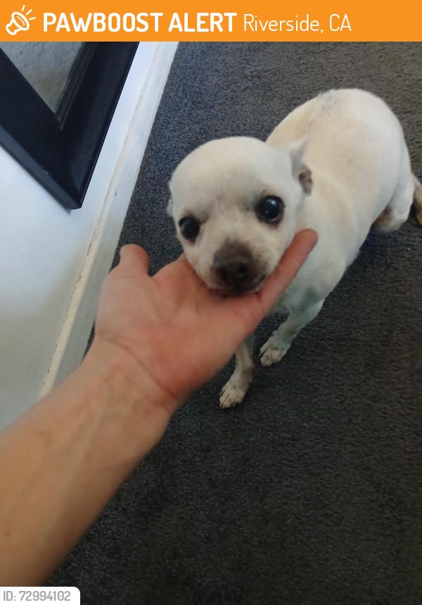 Found/Stray Male Dog last seen Monroe and california, Riverside, CA 92503