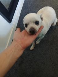 Found/Stray Male Dog last seen Monroe and california, Riverside, CA 92503