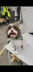 Lost Female Dog last seen Hwy 6 Taft ave, Iowa City, IA 52240