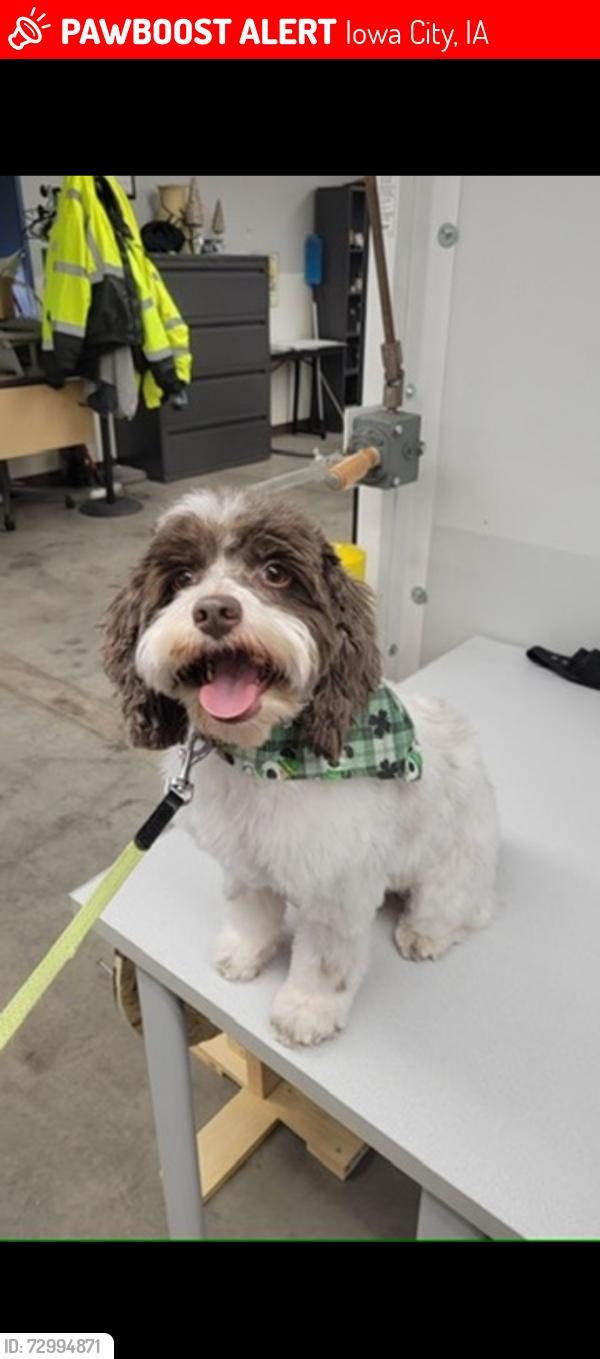 Lost Female Dog last seen Hwy 6 Taft ave, Iowa City, IA 52240