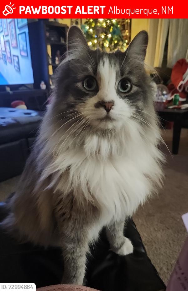 Lost Male Cat last seen 98th and Gibson, Albuquerque, NM 87121