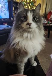 Lost Male Cat last seen 98th and Gibson, Albuquerque, NM 87121