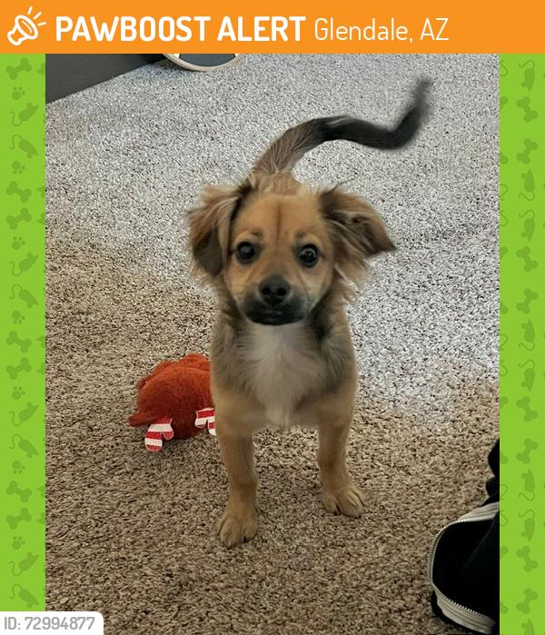 Found/Stray Male Dog last seen 63rd ave and deer valley, Glendale, AZ 85308