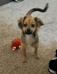 Found/Stray Male Dog last seen 63rd ave and deer valley, Glendale, AZ 85308