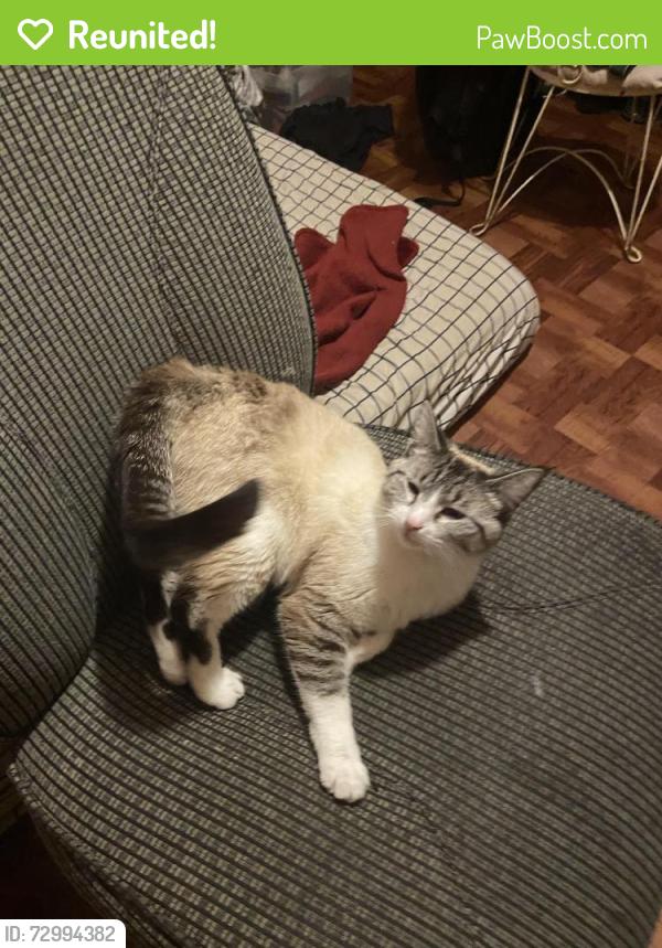 Reunited Female Cat last seen North ferry street , Anoka, MN 55303