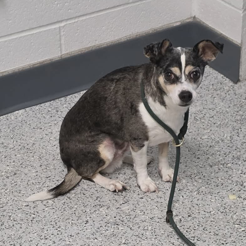 Shelter Stray Male Dog last seen , 5801 Graye Ln, Caldwell, ID 83607, USA