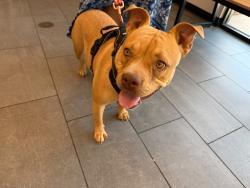 Found/Stray Female Dog last seen Near ave and olive. Glendale, Glendale, AZ 85302