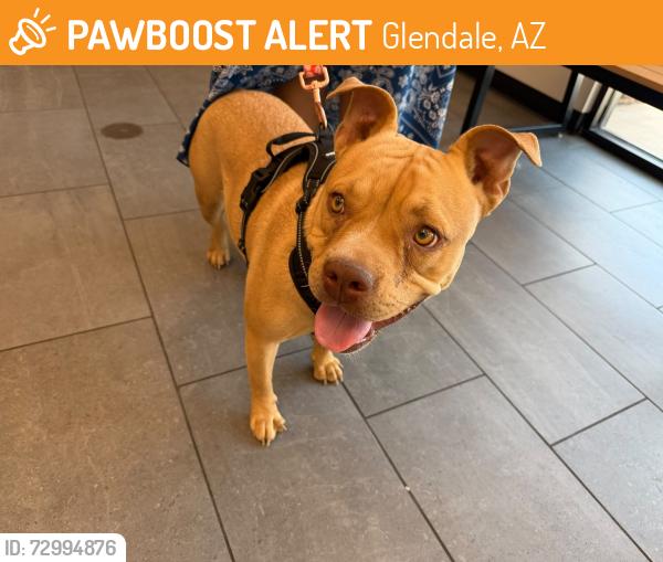 Found/Stray Female Dog last seen Near ave and olive. Glendale, Glendale, AZ 85302
