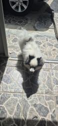 Reunited Unknown Dog last seen Near SW 260th St, Homestead, FL 33032, USA, Homestead, FL 33032