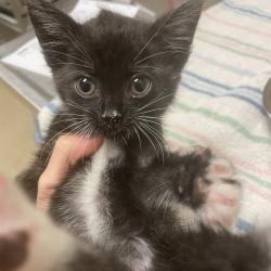 Shelter Stray Female Cat last seen , 54687 Co Rd 19, Bristol, IN 46507, USA