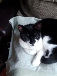 Found/Stray Unknown Cat last seen The Drive, Feltham , Greater London, England TW14 0AJ