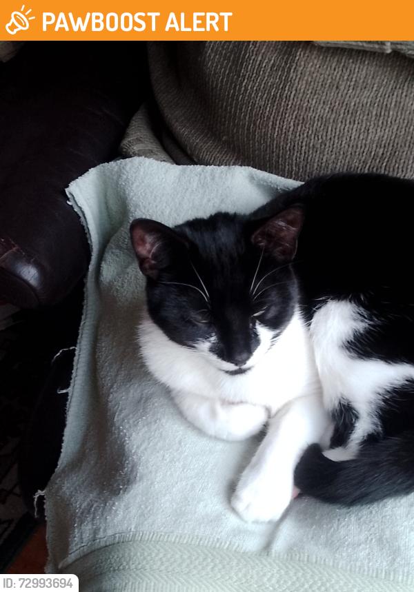 Found/Stray Unknown Cat last seen The Drive, Feltham , Greater London, England TW14 0AJ