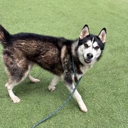 Shelter Stray Female Dog last seen , 11665 US-89, Flagstaff, AZ 86004, USA