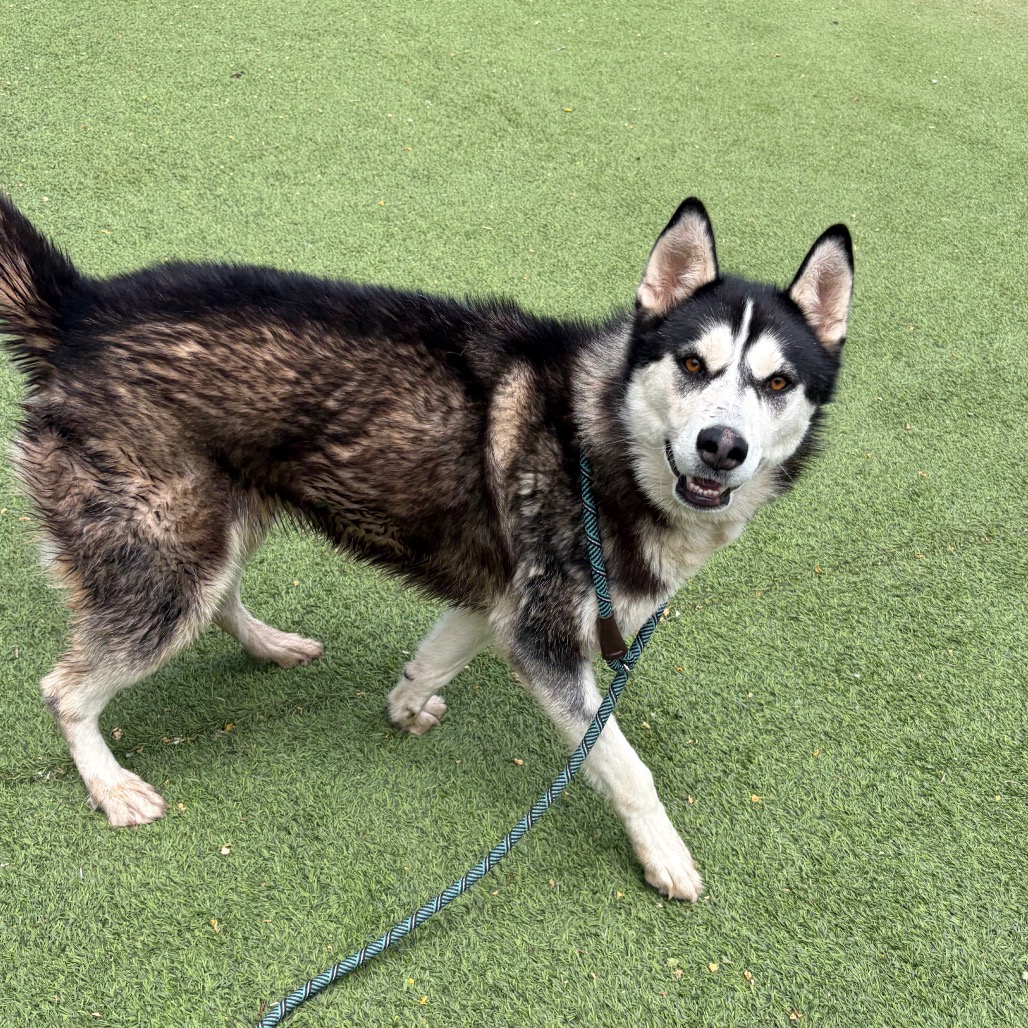 Shelter Stray Female Dog last seen , 11665 US-89, Flagstaff, AZ 86004, USA