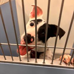 Shelter Stray Male Dog last seen , 2451 N Expressway 281, Edinburg, TX 78541, USA