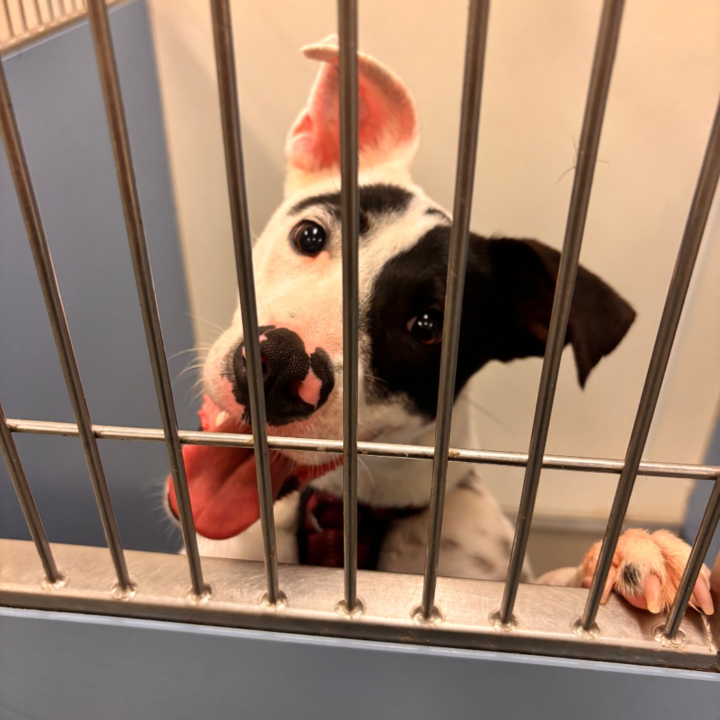 Shelter Stray Male Dog last seen , 2451 N Expressway 281, Edinburg, TX 78541, USA