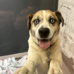 Shelter Stray Male Dog last seen , 4575 E Mesquite Ave, Palm Springs, CA 92264, USA