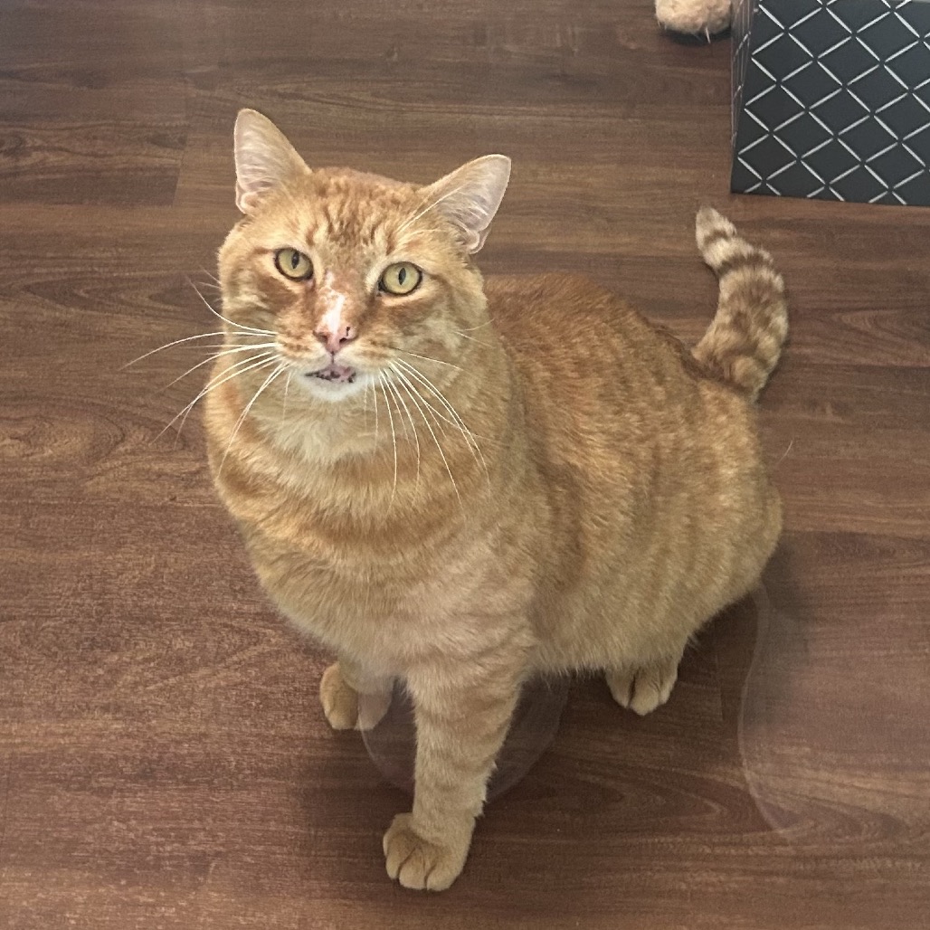 Shelter Stray Male Cat last seen , 8020 Washington St, Port Richey, FL 34668, USA
