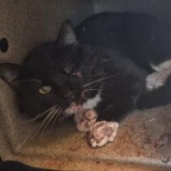 Shelter Stray Male Cat last seen , 3428 S Jenkins Ave, Norman, OK 73072, USA