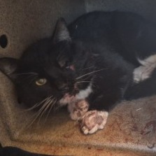 Shelter Stray Male Cat last seen , 3428 S Jenkins Ave, Norman, OK 73072, USA