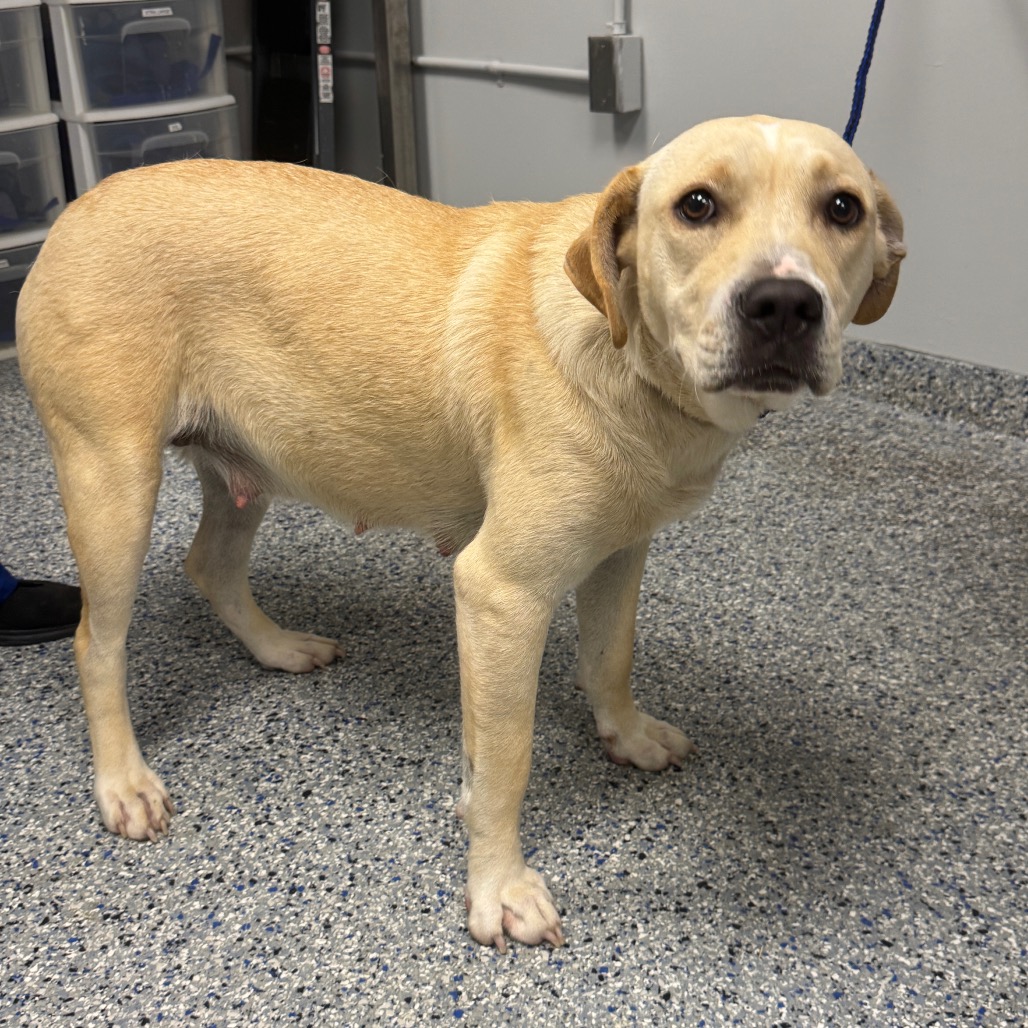 Shelter Stray Female Dog last seen , 328 Furman Hall Rd, Greenville, SC 29609, USA